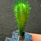 2024 - Hercules - Cactus - Plant - 3D - Disney Pin